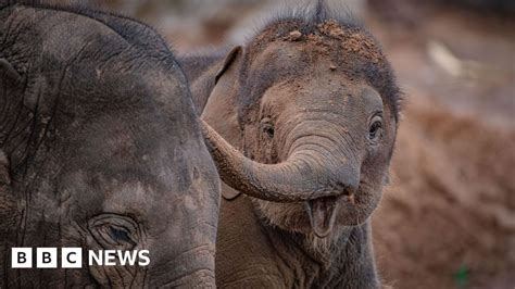 Chester Zoo shocked at sudden death of elephant .